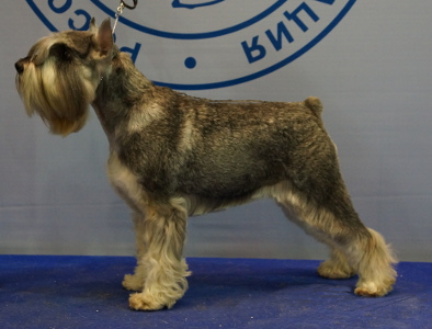 terri_maxcsimiliana_limardgi_1.JPG