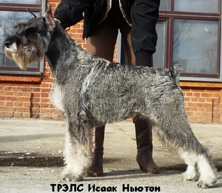 ТРЭЛС Исаак Ньютон
