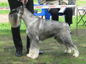 Ch TRELS PIGMALIONGELIS