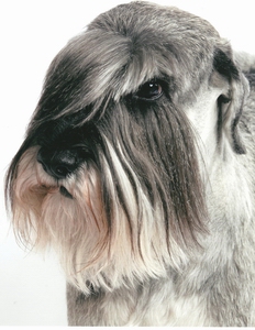 shery_grey_saymon_portret_sm.jpg