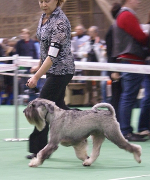 shery_grey_saymon_saban_10_sm.jpg
