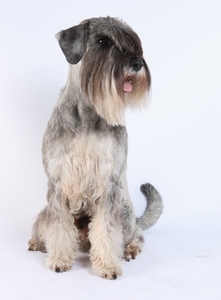 shery_grey_saymon_vilnus1_sm.jpg