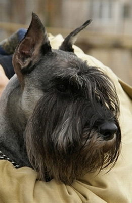 shon_golova_1.JPG