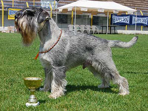 Ch TRELS ZIGFRIDGELIS