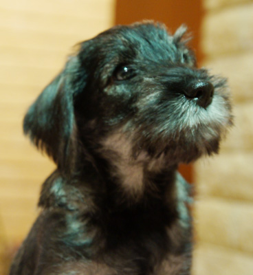 puppy