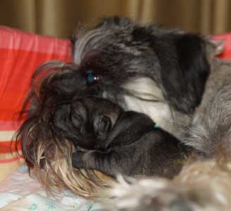 puppy-5.jpg