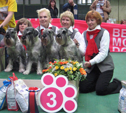 Trels Gerhildagelis, Schnauzer-2008