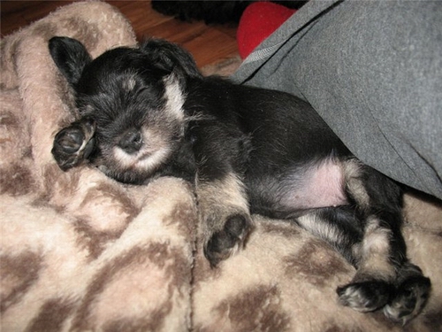 Stasya_puppy.jpg