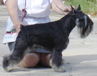 rus_pitmark_nobel_prize-puppy.jpg